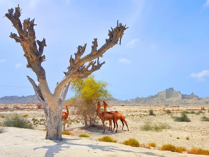 مناظر طبیعی اطراف شهر بریس | چشم‌انداز کوه‌های مریخی و زیستگاه شترها